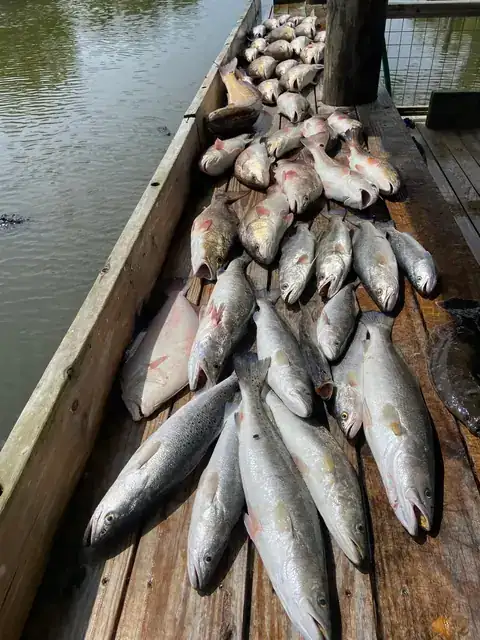 Redfish and speckled trout laid out on the cleaning dock in Venice, Louisiana