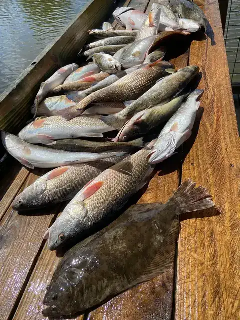 Redfish, speckled trout and flounder laid out on the cleaning dock in Venice, Louisiana