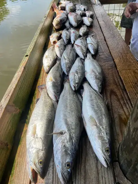 Speckled trout laid out on the cleaning dock in Venice, Louisiana
