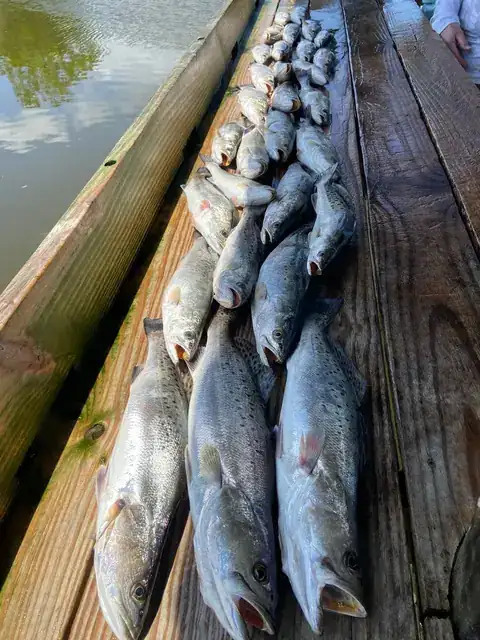 A row of speckled trout laid out on the cleaning dock in Venice, Louisiana