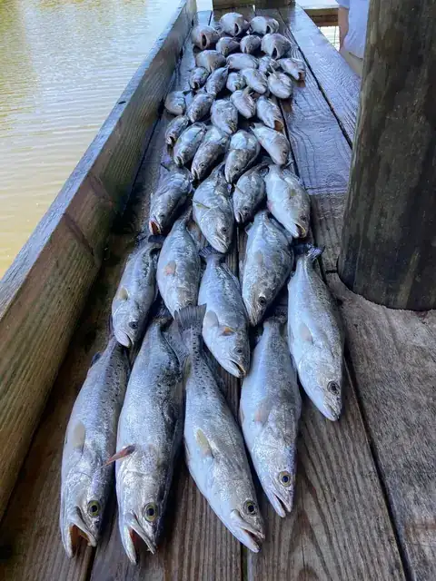 Two rows of speckled trout on the cleaning dock in Venice, Louisiana