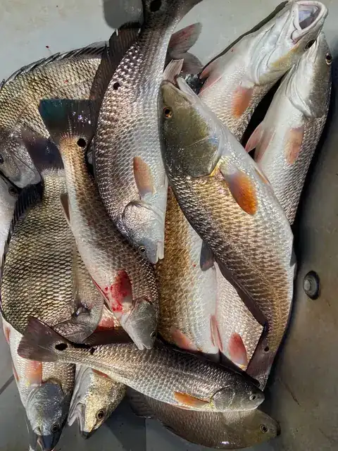 Redfish in the fish box