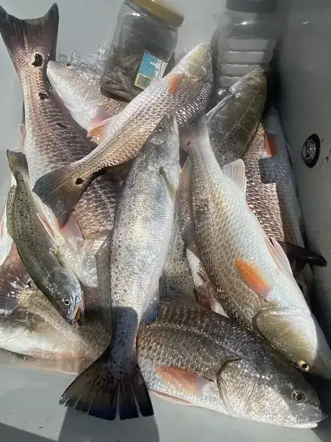Redfish and speckled trout in the fish box