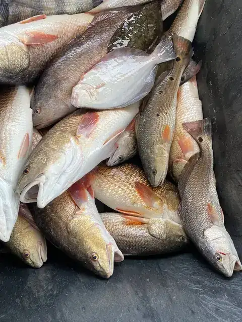 Redfish in the fish box, close up