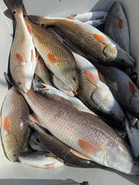 Redfish heaped in the fish box