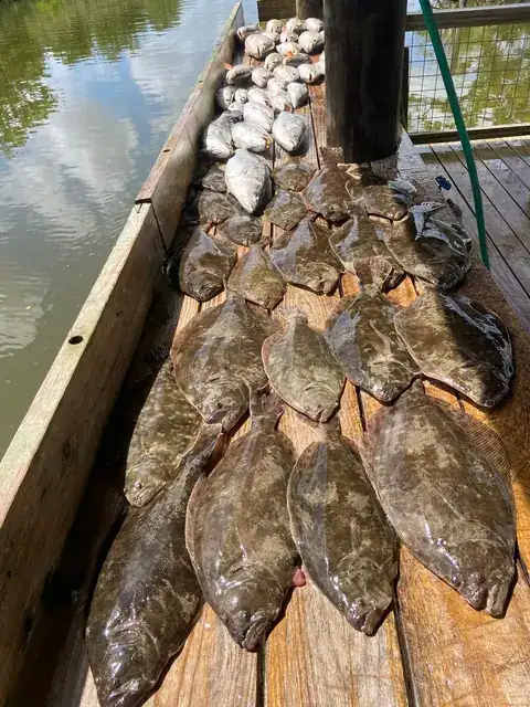 A catch of flounder laid out on the dock