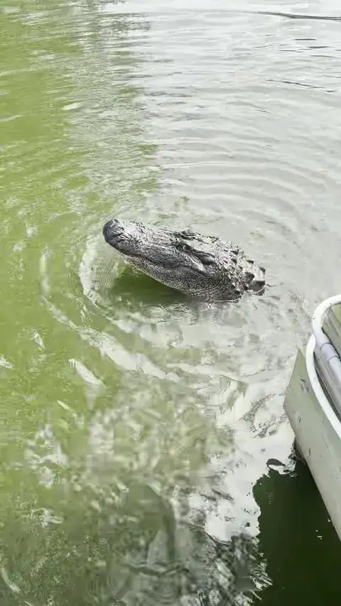 Video: an alligator in the water beside the fish cleaning dock in Venice, Louisiana