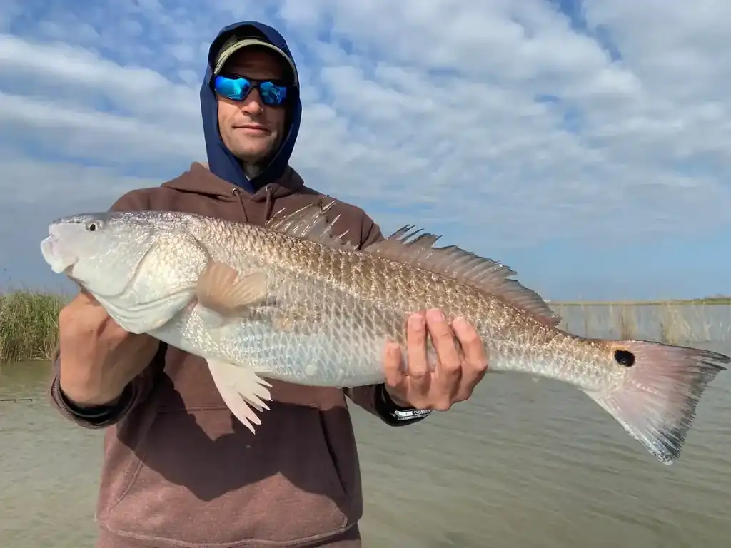 Angler in a hooded jacket holding a redfish along the marsh edge