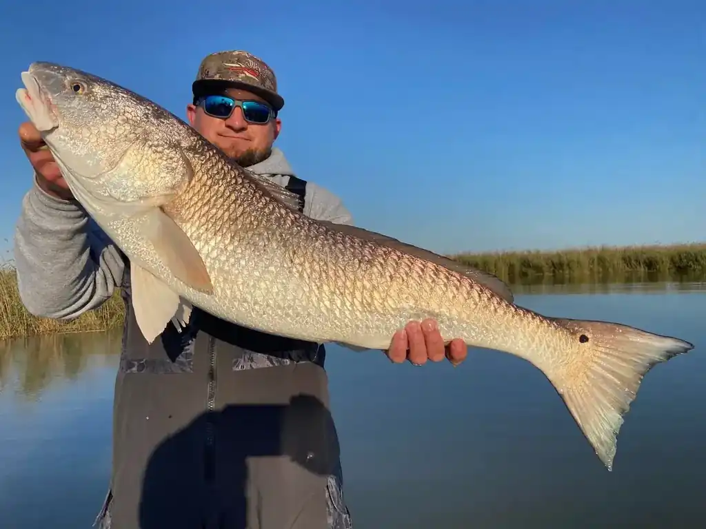 Angler lifting a redfish in a marsh pond on a clear day