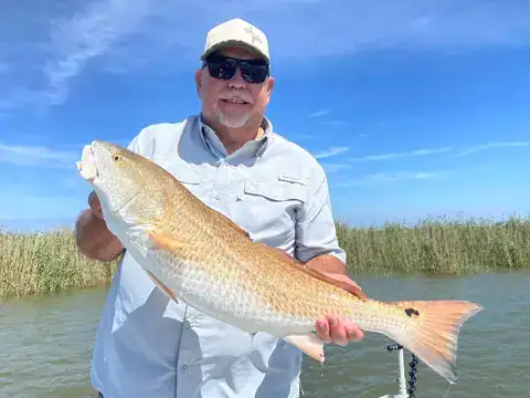 Angler holding a redfish in front of roseau cane