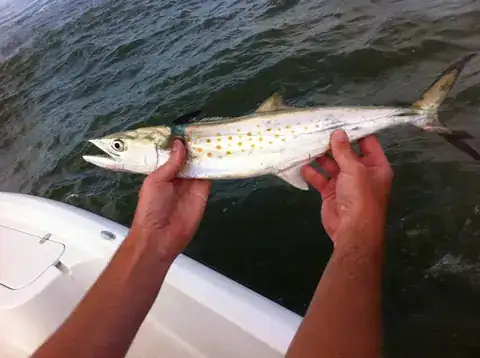 A Spanish mackerel held over the gunwale near Venice, Louisiana
