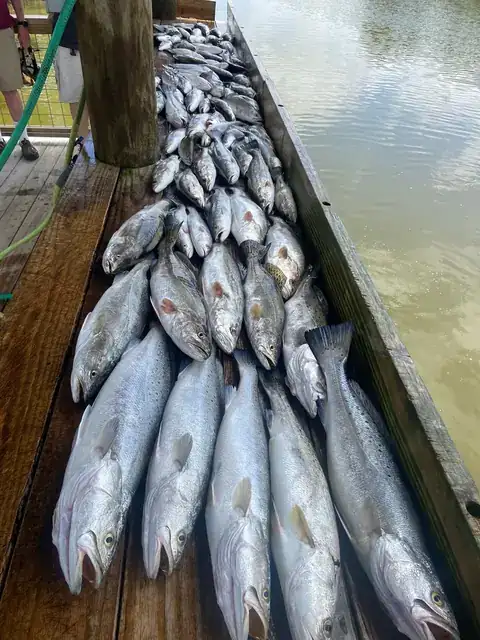 Speckled trout laid out on the cleaning dock in Venice, Louisiana