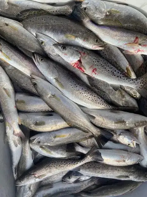 Speckled trout in the fish box, close up